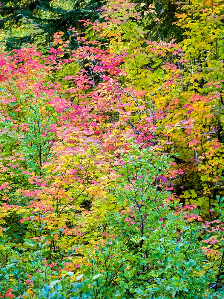 USA-Washington State-Kittitas County. Vine maple with fall colors.